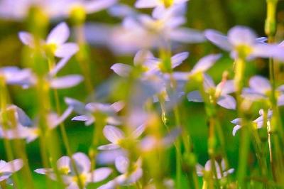 Ett fält av blommor