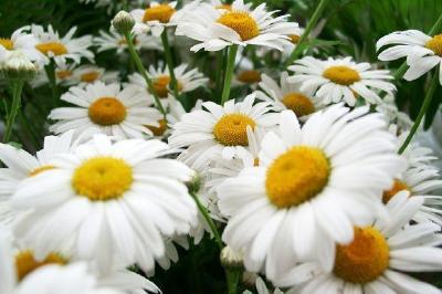 Daisies