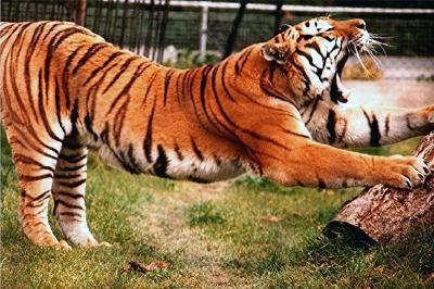 Tiger yawning