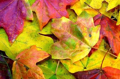 Hojas de otoño coloridas