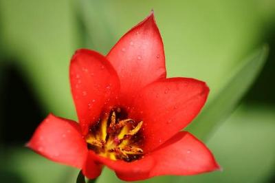 Tulipán rojo