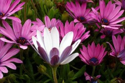 Pink Daisies