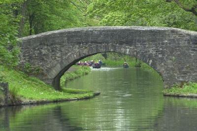 Ponte nella foresta