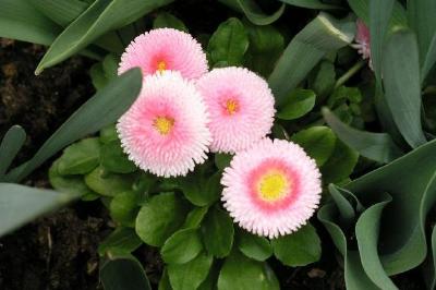 Flores cor de rosa