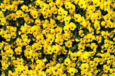 Fleurs jaunes