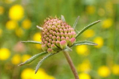 Fiore selvatico