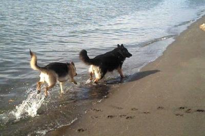 Pastores Alemães correndo na praia