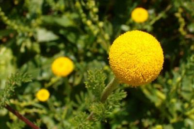 黄色い球形の花