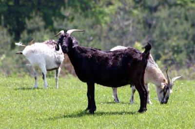 Cabras na fazenda