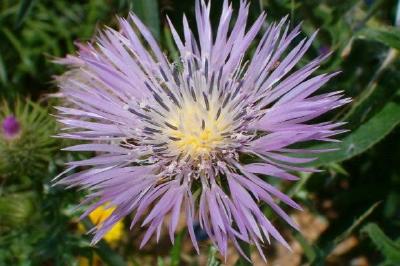 Pink Thistle