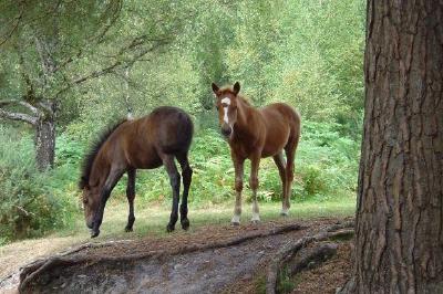 Två bruna hästar