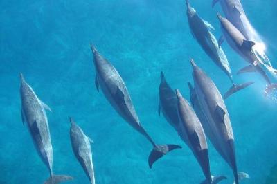 Dolphins