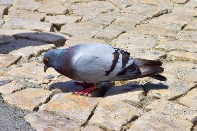 Pigeon dans le parc