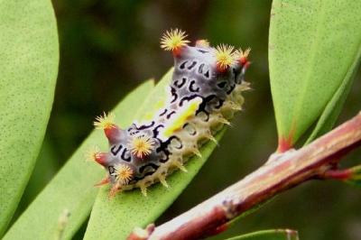 cup moth larvae