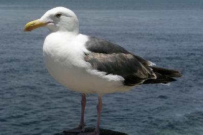 Seagull jigsaw puzzle