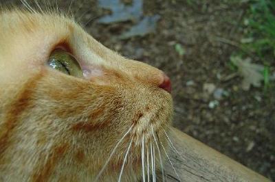 Chat brun