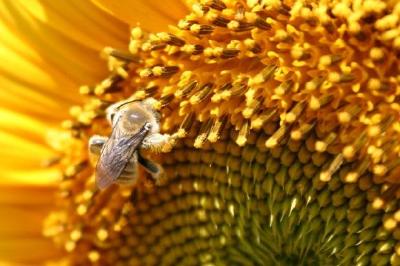 蜜蜂在一朵黃色的花