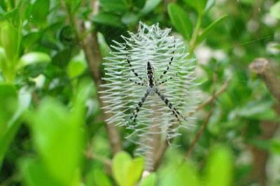 Arachnids Spiders jigsaw puzzle