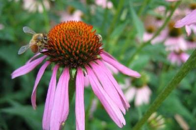 Zwei Bienen