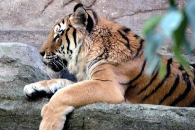 Siedzący tygrys