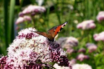 Schmetterling