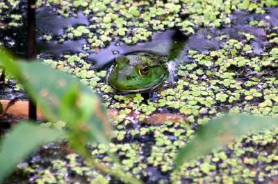 A frog in the lake