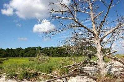 Paisaje forestal