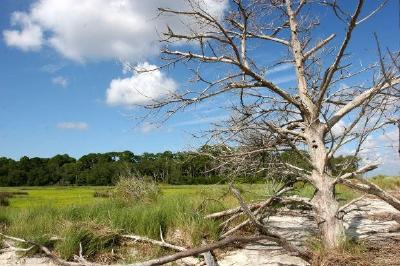 Paysage forestier