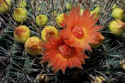 Cactus de barril