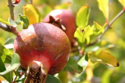 Pomegranate