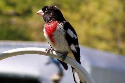 Rose grosbeak bird