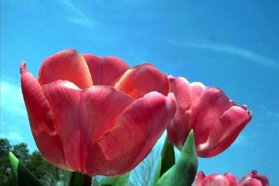 Tulipes rouges