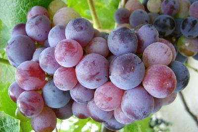 Grapes jigsaw puzzle