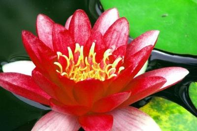 Red water Lily