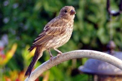 Ein Vogel, der auf einem Zaun steht