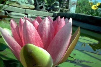 Water Lily