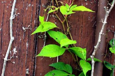 Green leaves