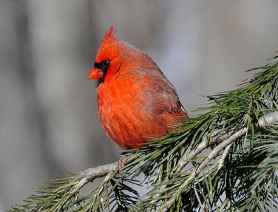 Oiseau cardinal