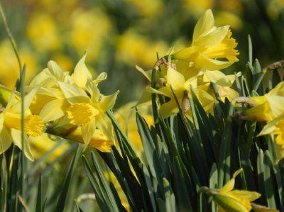 Daffodil selvatico