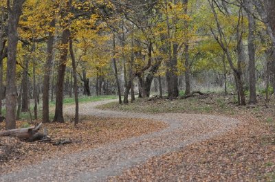 Una strada tra gli alberi