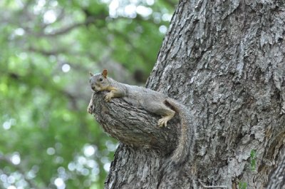 Squirrel jigsaw puzzle