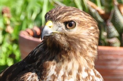 Falcon jigsaw puzzle