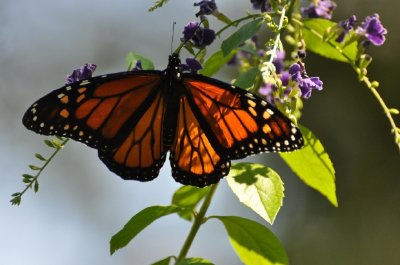 Papillon orange