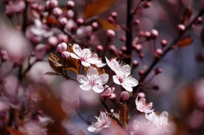 Cherry blossom jigsaw puzzle