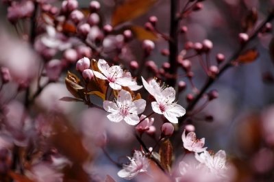 Cherry blossom