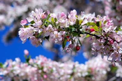 Cherry Blossom jigsaw puzzle