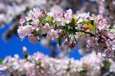 桜の花