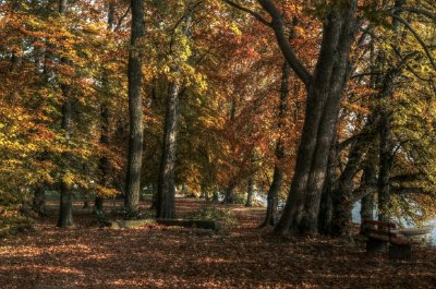 Ein Wald im Herbst