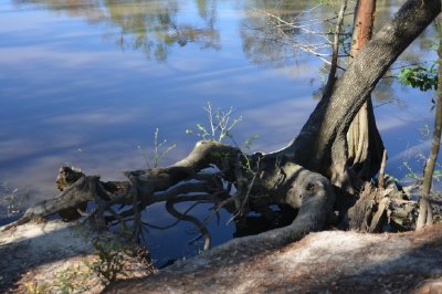 Racines dans l'eau