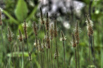 Green Field